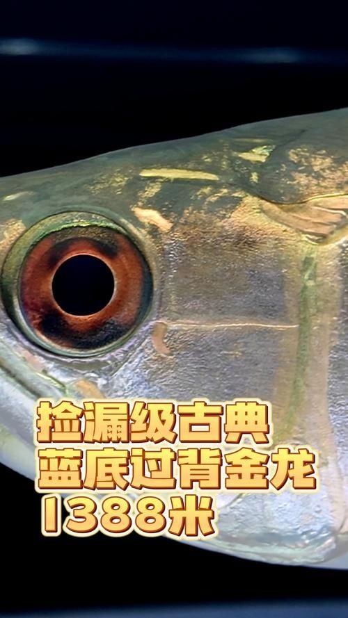 過背金龍爬背過程圖解：“過背金龍爬背過程”展開詳細圖解過背金龍爬背過程