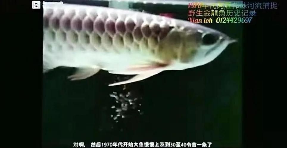 過背金龍爬背過程圖解：“過背金龍爬背過程”展開詳細圖解過背金龍爬背過程