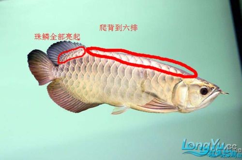 過背金龍爬背過程圖解：“過背金龍爬背過程”展開詳細圖解過背金龍爬背過程