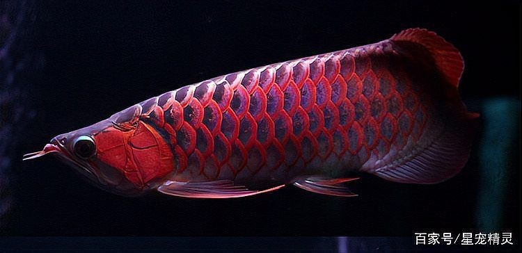 家里養(yǎng)紅龍魚有什么寓意：揭秘紅龍魚的寓意