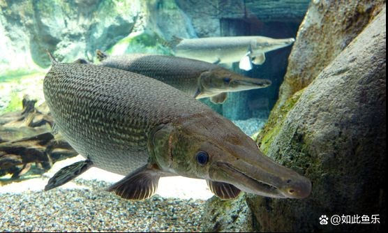 金老虎皇冠三間好養嗎：金老虎皇冠三間魚(cichlaocellaris)