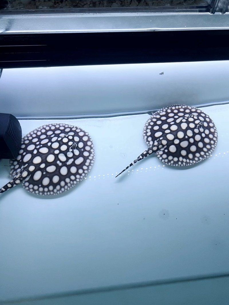 皇冠魟魚好養嗎：皇冠魟魚的飼養難度和注意事項一直是水族愛好者關注的焦點