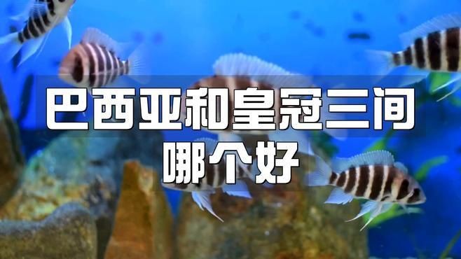 皇冠三間魚視頻：極具觀賞價(jià)值的熱帶淡水魚——皇冠三間魚