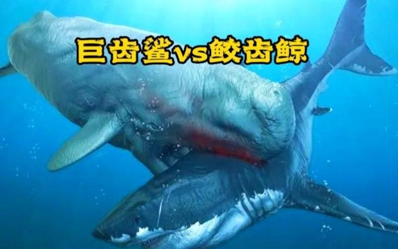 巨齒鯊的唯一天敵：巨齒鯊與抹香鯨的戰斗 巨齒鯊的唯一天敵：巨齒鯊與抹香鯨的戰斗 龍魚百科 第3張