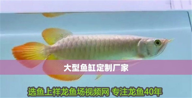 山南魚缸定做：山南地區魚缸定做服務