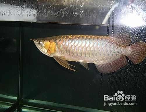 紅龍魚一周不吃食最簡單三個步驟：當紅龍魚一周不吃食的情況時，可按以下三個簡單步驟嘗試解決
