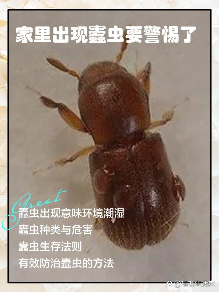 家里出現(xiàn)蠹蟲(chóng)要警惕了：家里出現(xiàn)蠹蟲(chóng)怎么驅(qū)蟲(chóng)最有效方法，莫莫為你健康護(hù)航 家里出現(xiàn)蠹蟲(chóng)要警惕了：家里出現(xiàn)蠹蟲(chóng)怎么驅(qū)蟲(chóng)最有效方法，莫莫為你健康護(hù)航 龍魚(yú)百科 第7張