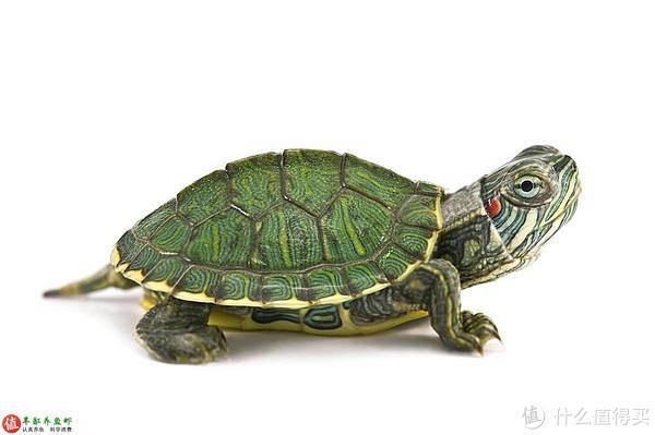 金粉巴西龜個(gè)白巴的區(qū)別：金粉巴西龜與白化巴西龜?shù)膮^(qū)別