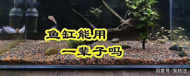 久鼎魚缸一般壽命幾年：久鼎魚缸使用壽命分析：玻璃魚缸能用多久其實沒那么長