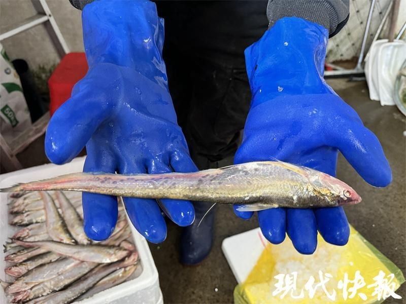 海刀魚一斤多少2025：2025年海刀魚市場價格走勢預測