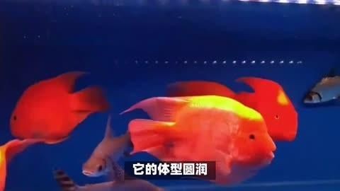 金元寶魚好養(yǎng)嗎:元寶魚養(yǎng)殖方法和注意事項(xiàng) 龍魚百科 第11張 金元寶魚好養(yǎng)嗎:元寶魚養(yǎng)殖方法和注意事項(xiàng) 金元寶魚好養(yǎng)嗎:元寶魚養(yǎng)殖方法和注意事項(xiàng) 龍魚百科 第11張