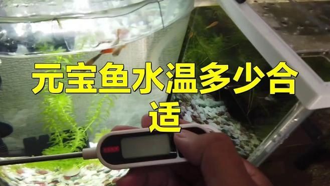 金元寶魚好養(yǎng)嗎:元寶魚養(yǎng)殖方法和注意事項(xiàng) 龍魚百科 第12張 金元寶魚好養(yǎng)嗎:元寶魚養(yǎng)殖方法和注意事項(xiàng) 金元寶魚好養(yǎng)嗎:元寶魚養(yǎng)殖方法和注意事項(xiàng) 龍魚百科 第12張