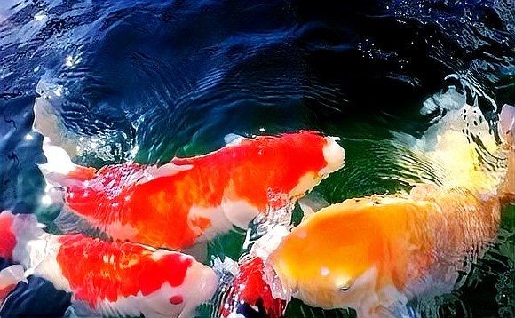 廣元魚缸維護：廣元魚缸維護全攻略