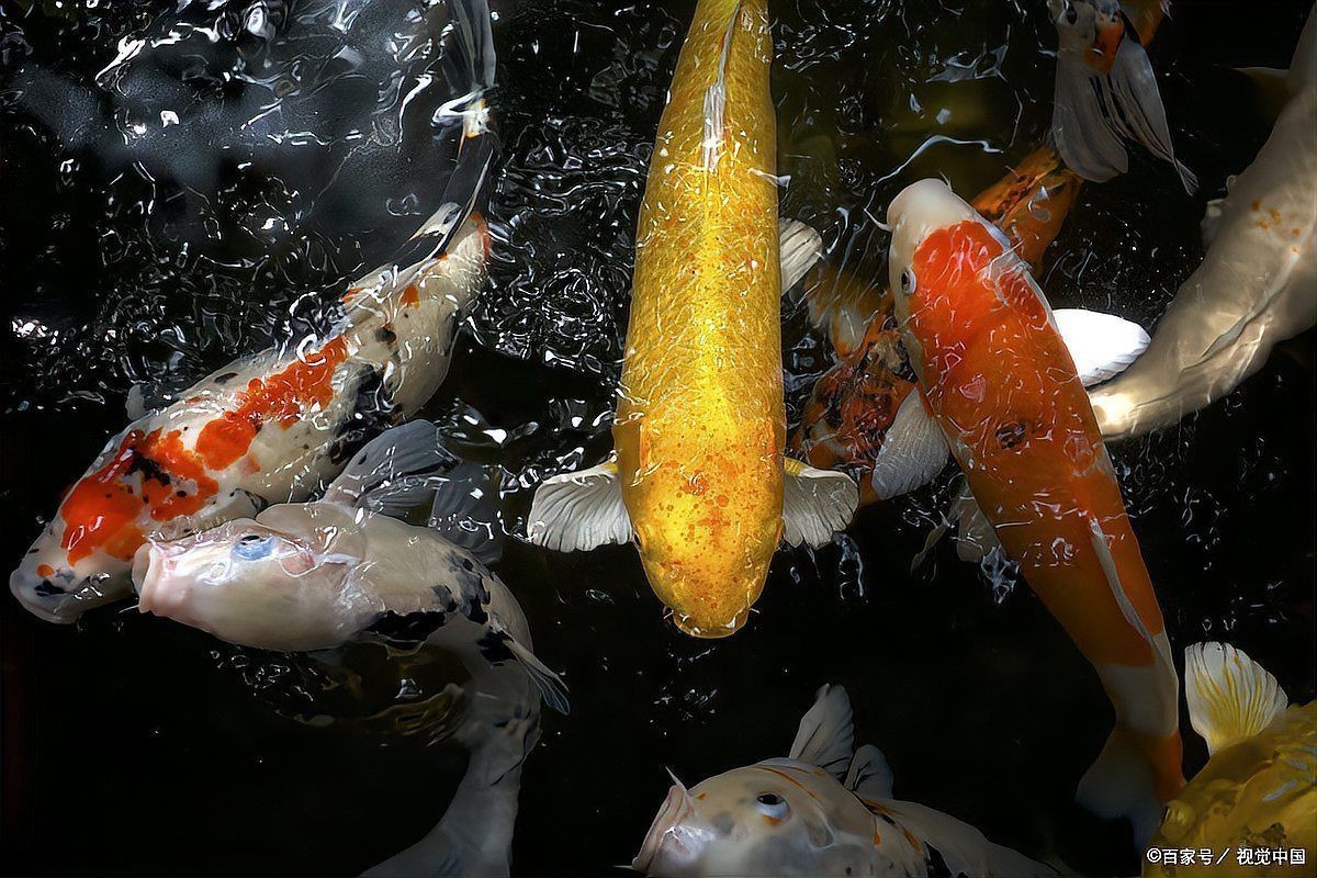 廣元魚缸維護(hù)：廣元魚缸維護(hù)全攻略