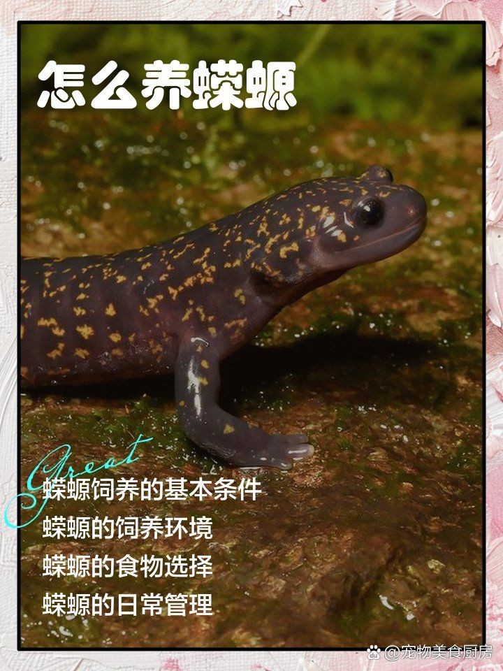 幼年小火龍蠑螈吃啥：小火龍蠑螈怎么養