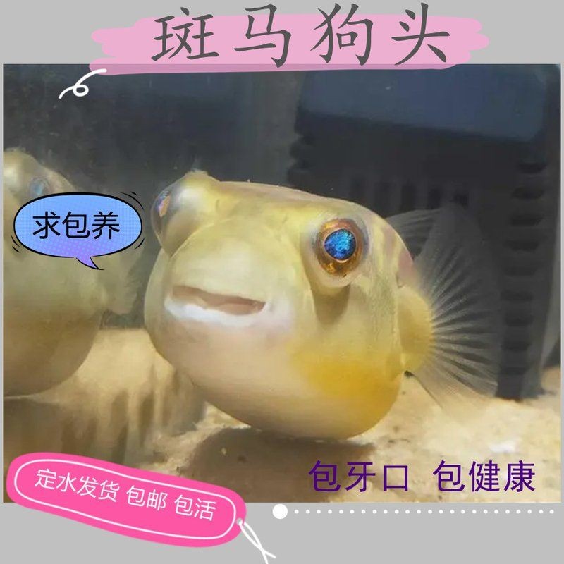 河豚潛水艇和斑馬狗頭哪個好：斑馬狗頭與斑馬狗頭的區別