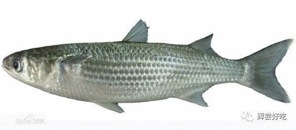 廣東人說的烏頭魚是什么魚：烏頭魚的種類有哪些？