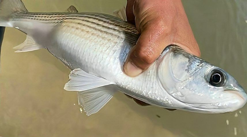 廣東人說的烏頭魚是什么魚：烏頭魚的種類有哪些？