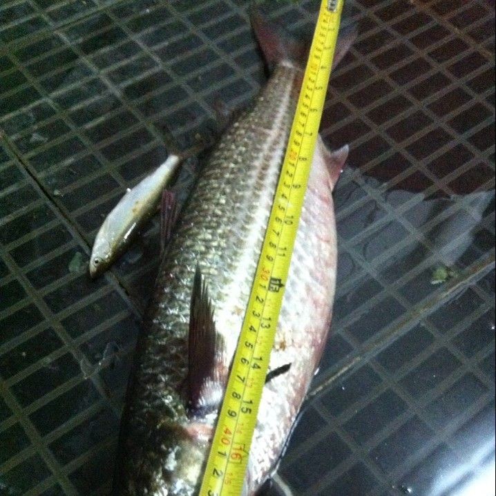 廣東人說的烏頭魚是什么魚：烏頭魚的種類有哪些？