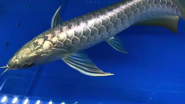 金禾金龍魚是正規品牌嗎：嗶哩嗶哩金龍魚是哪個國家的企業 金禾金龍魚是正規品牌嗎：嗶哩嗶哩金龍魚是哪個國家的企業 龍魚百科 第4張