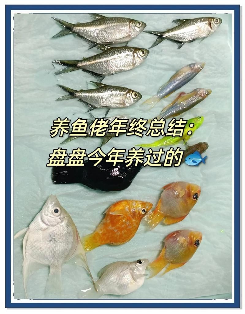金菠蘿魚多少錢一斤：金菠蘿魚市場零售價大致在**20元/斤