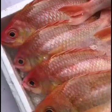 金菠蘿魚多少錢一斤：金菠蘿魚市場零售價大致在**20元/斤
