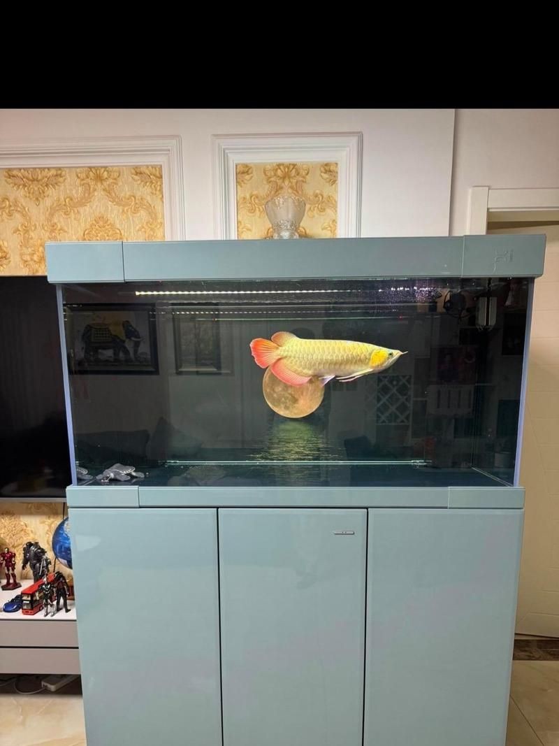 久鼎魚缸屬于雜牌還是名牌：久鼎魚缸屬于雜牌或名牌嗎