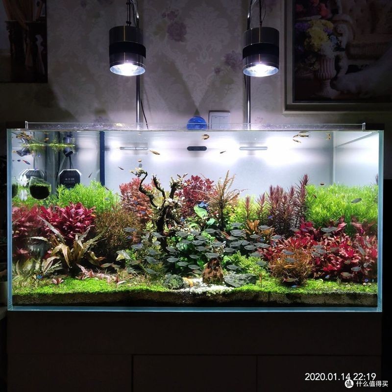 久鼎魚缸屬于雜牌還是名牌：久鼎魚缸屬于雜牌或名牌嗎