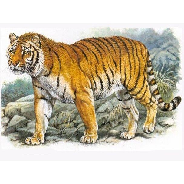 ?；㈤L啥樣圖片：“?；ⅰ辈⒎钦缴飳W名稱，