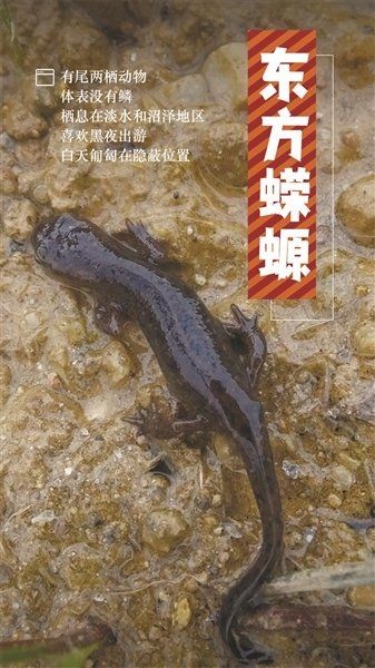 四腳魚蠑螈：東方蠑螈的形態(tài)特性