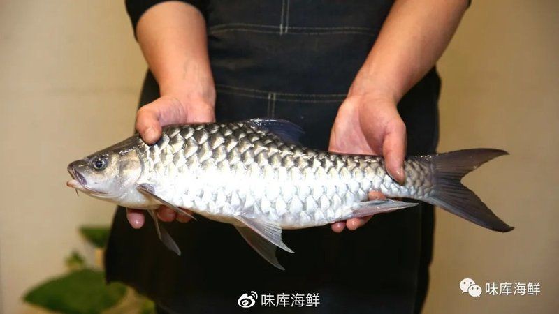 廣西忘不了魚學(xué)名叫什么：廣西地區(qū)俗稱“忘不了魚”，其學(xué)名為倒刺鲃（*spinibarbussinensis*）
