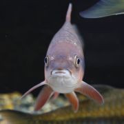 廣西忘不了魚學(xué)名叫什么：廣西地區(qū)俗稱“忘不了魚”，其學(xué)名為倒刺鲃（*spinibarbussinensis*）