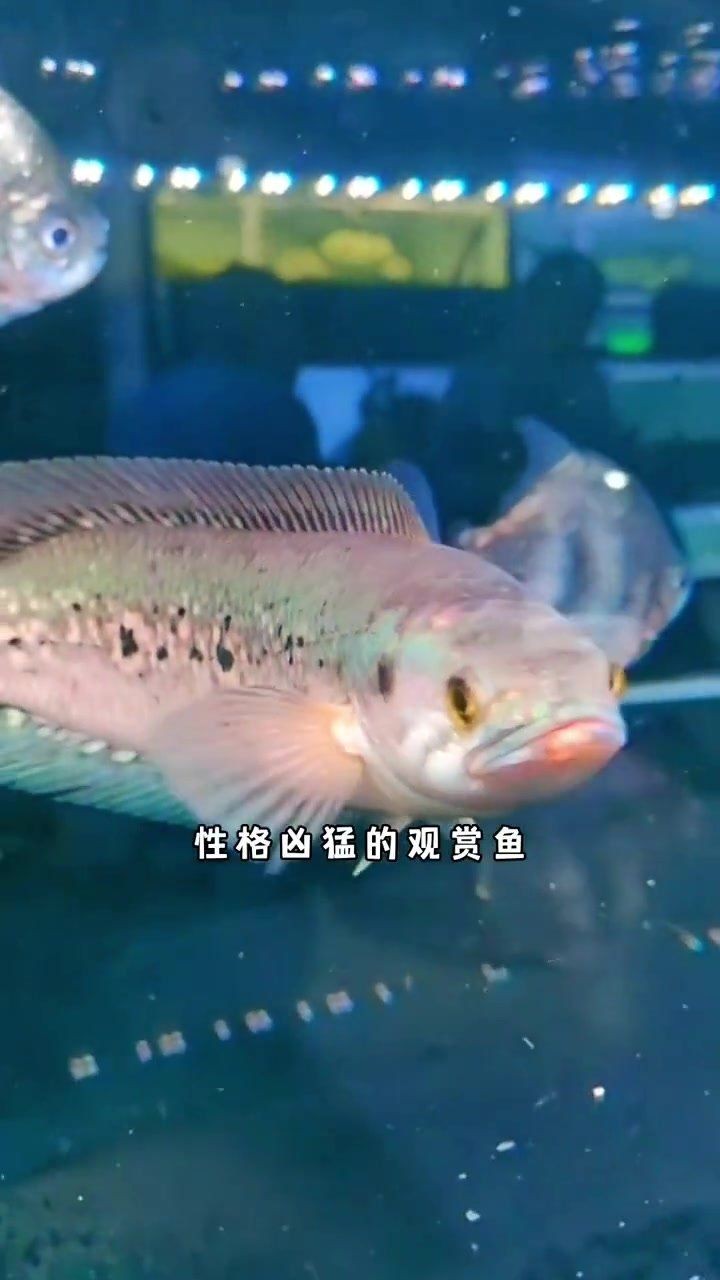 海象魚可以和龍魚混養嗎：海象魚與龍魚混養需綜合考量其生態習性及個體差異