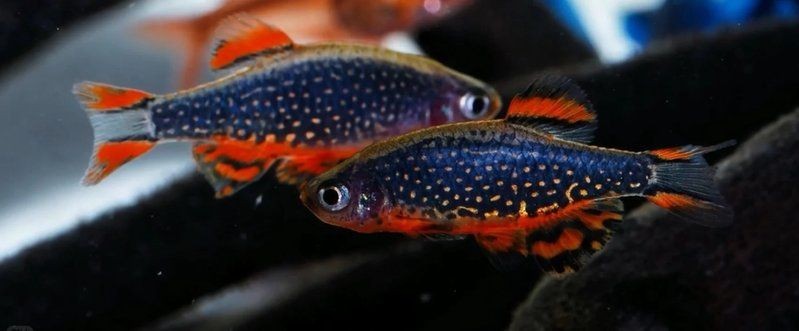 火熾金鉆魚可以混養(yǎng)嗎：火熾金鉆魚飼養(yǎng)指南 火熾金鉆魚可以混養(yǎng)嗎：火熾金鉆魚飼養(yǎng)指南 龍魚論壇 第15張