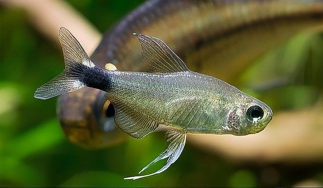 火熾金鉆魚可以混養(yǎng)嗎：火熾金鉆魚飼養(yǎng)指南 火熾金鉆魚可以混養(yǎng)嗎：火熾金鉆魚飼養(yǎng)指南 龍魚論壇 第9張