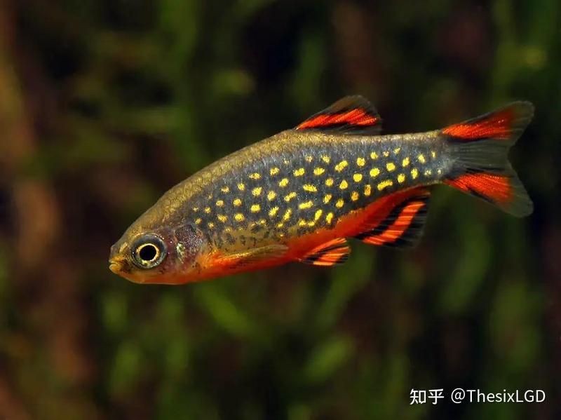 火熾金鉆魚可以混養(yǎng)嗎：火熾金鉆魚飼養(yǎng)指南 火熾金鉆魚可以混養(yǎng)嗎：火熾金鉆魚飼養(yǎng)指南 龍魚論壇 第19張