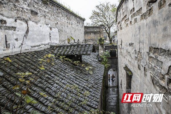 懷化龍魚店：懷化水族館懷化龍魚場懷化分店huaihua