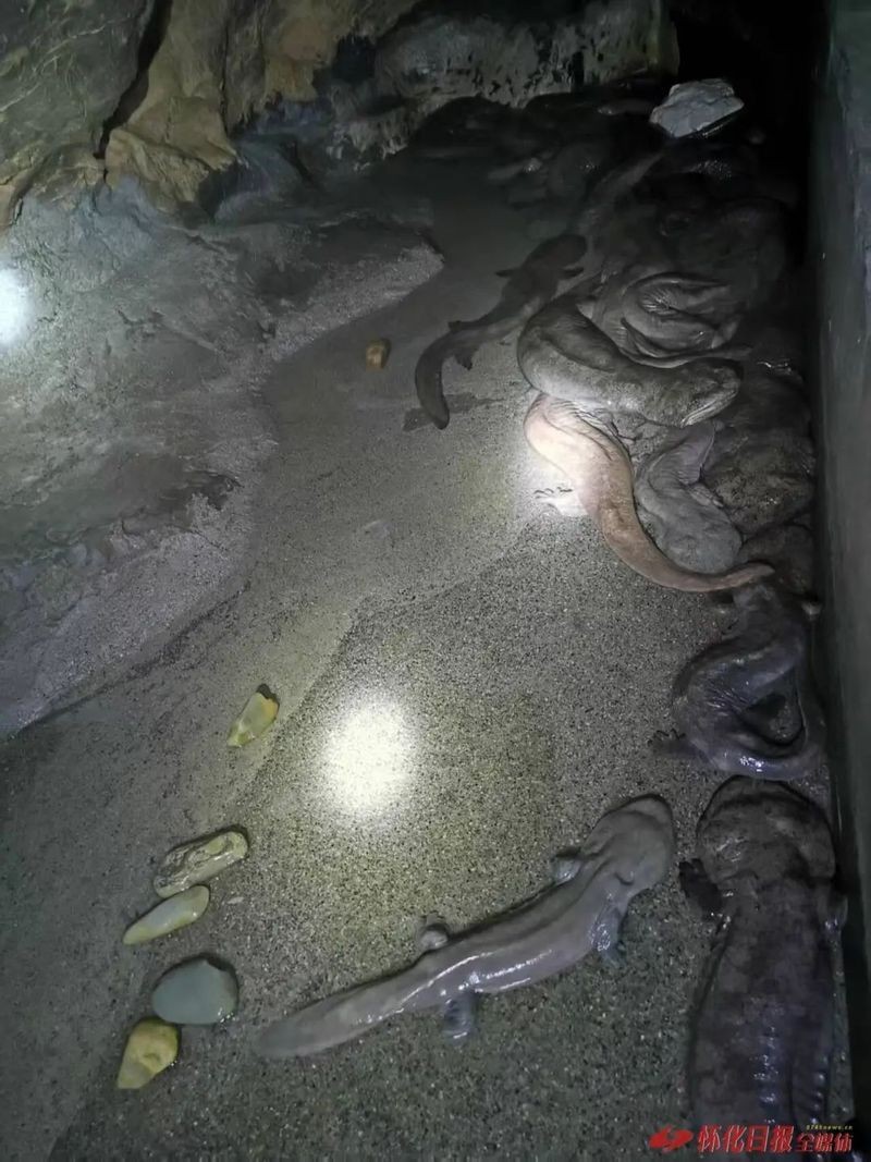 懷化龍魚店：懷化水族館懷化龍魚場懷化分店huaihua