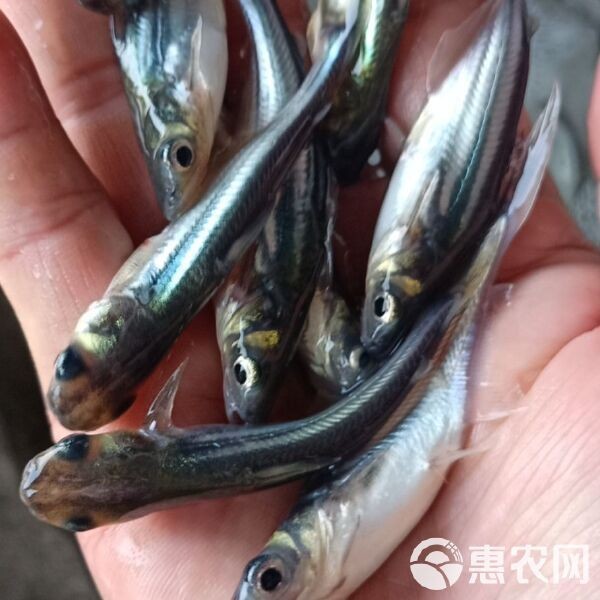 家養小鯊魚多少錢一只：家養小鯊魚有哪些品種選擇