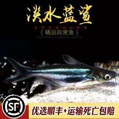 家養小鯊魚多少錢一只：家養小鯊魚有哪些品種選擇