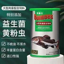 家養小鯊魚多少錢一只：家養小鯊魚有哪些品種選擇