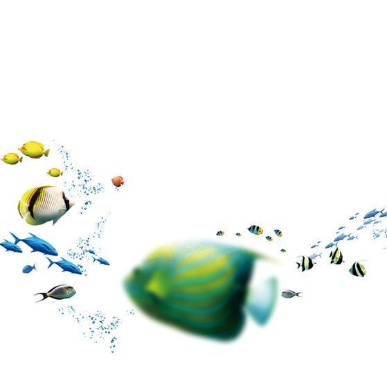 家養小鯊魚多少錢一只：家養小鯊魚有哪些品種選擇