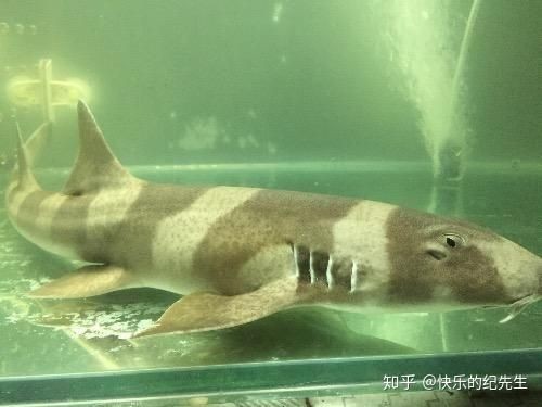 家養小鯊魚多少錢一只：家養小鯊魚有哪些品種選擇