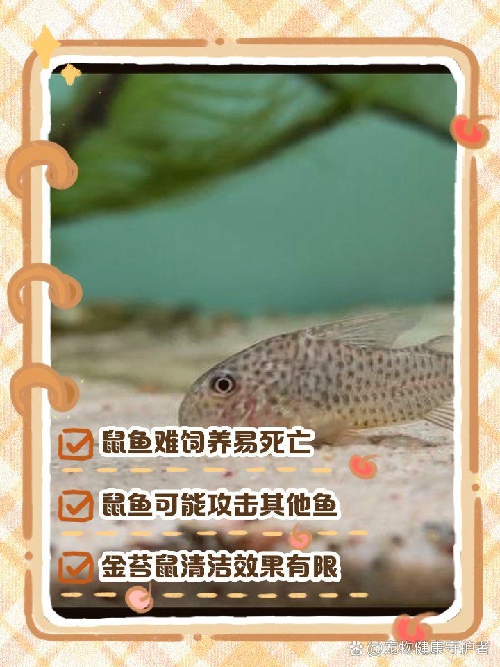 咖啡鼠魚的缺點及危害：咖啡鼠魚為什么不建議養鼠魚，鼠魚為什么不建議養鼠魚 咖啡鼠魚的缺點及危害：咖啡鼠魚為什么不建議養鼠魚，鼠魚為什么不建議養鼠魚 龍魚百科 第7張