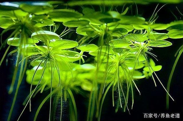 河里的天然濾材：天然沸石的應(yīng)用 河里的天然濾材：天然沸石的應(yīng)用 龍魚論壇 第14張