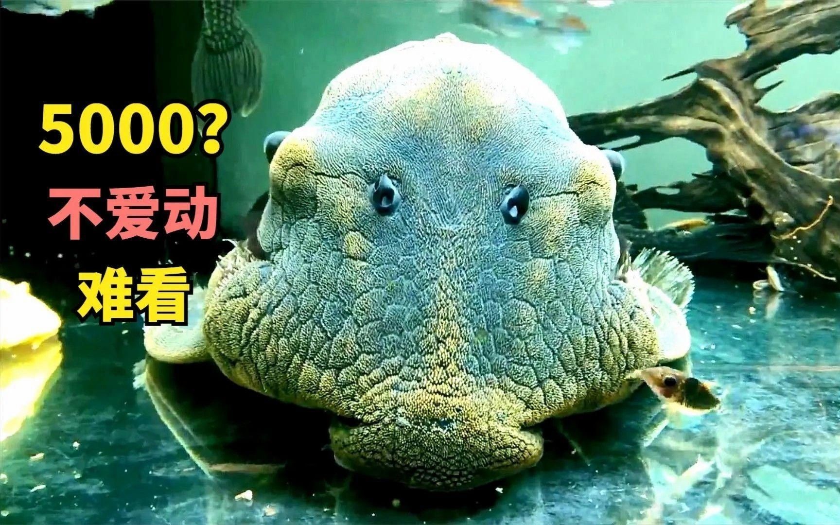 皇冠豹魚哪個品種好：哥倫比亞白金皇冠豹、白金皇冠豹、紅尾豹異形魚你養過嗎 皇冠豹魚哪個品種好：哥倫比亞白金皇冠豹、白金皇冠豹、紅尾豹異形魚你養過嗎 龍魚論壇 第3張