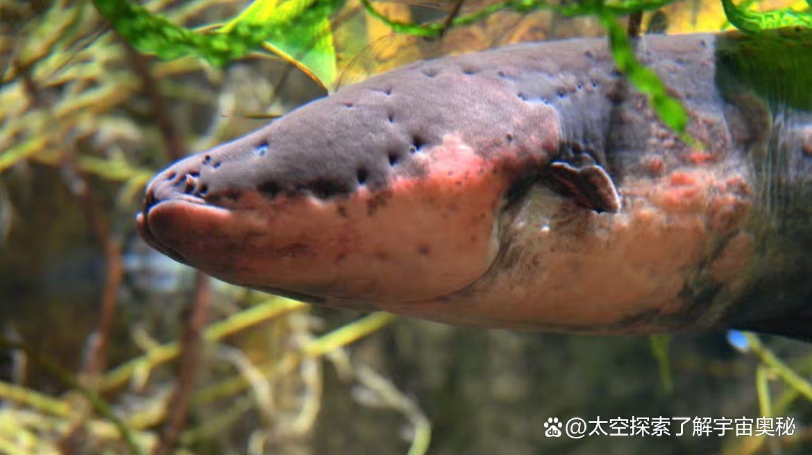 海鰻和電鰻是一樣的嗎:海鰻與電鰻有什么區(qū)別? 龍魚論壇 第7張 海鰻和電鰻是一樣的嗎:海鰻與電鰻有什么區(qū)別? 海鰻和電鰻是一樣的嗎:海鰻與電鰻有什么區(qū)別? 龍魚論壇 第7張