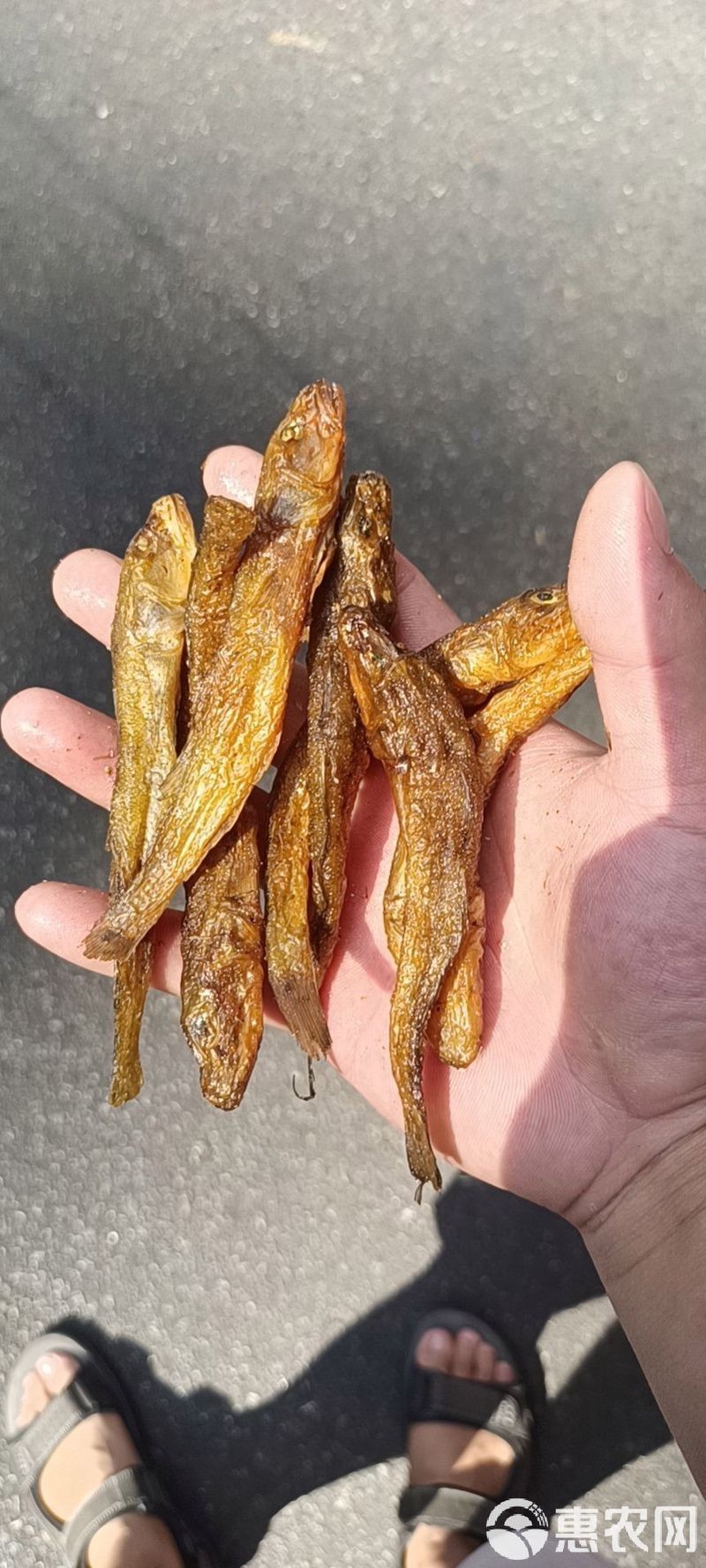 狗頭魚多少錢一只：湖南煙熏黃魚狗頭魚棍子魚多少錢一斤2024鮮果優(yōu)選 狗頭魚多少錢一只：湖南煙熏黃魚狗頭魚棍子魚多少錢一斤2024鮮果優(yōu)選 龍魚論壇 第1張