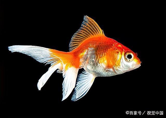 金元寶魚是冷水魚嗎：元寶魚和金魚的區別