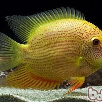 金波蘿魚：*《金菠蘿魚》*《金菠蘿魚》